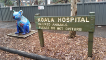 Koalas Hospital - Port Macquarie 