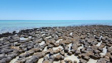 Hamelin Pool & the Stromatolites