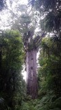 The Big Giant Tree Tane Mahuta