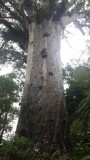 The giant tree Tane Mahuta